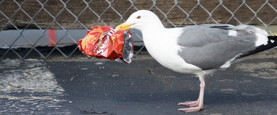 Urban litter and seagull