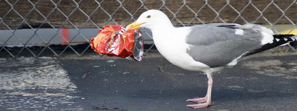 Plastic Bags Image